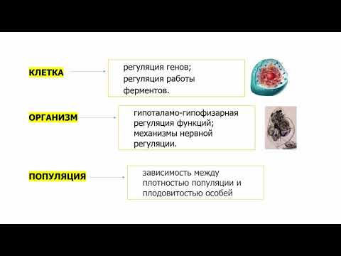 Видео: ІІ-четверть,Биология,11 класс,Принцип обратной связи на примере регулирования температуры уровня