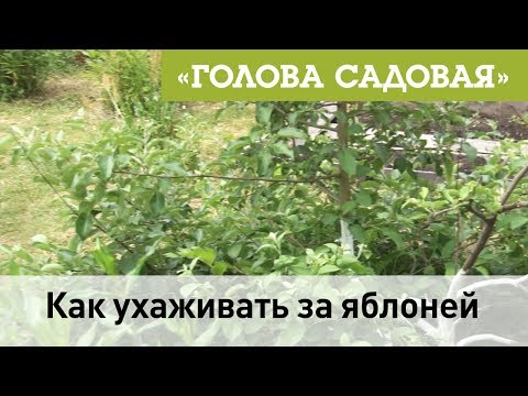 Видео: Голова садовая - Как ухаживать за яблоней