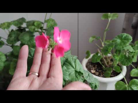 Видео: Когда лучше обрезать пеларгонию