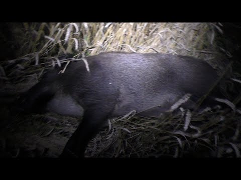 Видео: Охота на кабана. Перехитрил свинью и стадо, подошел в упор и добыл секача. Чуть не затоптали.