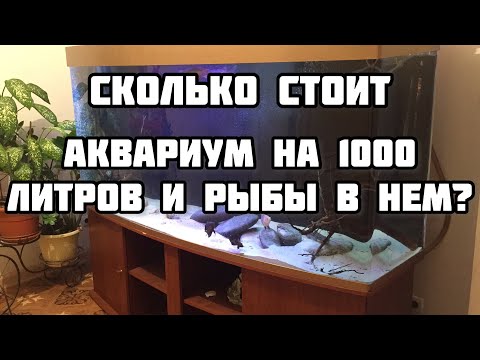 Видео: Сколько стоит аквариум на 1000 литров и рыбы в нем? (Мурена, Африканская щука, Арована..)