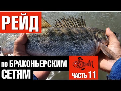 Видео: Рейд по браконьерским сетям. Часть 11