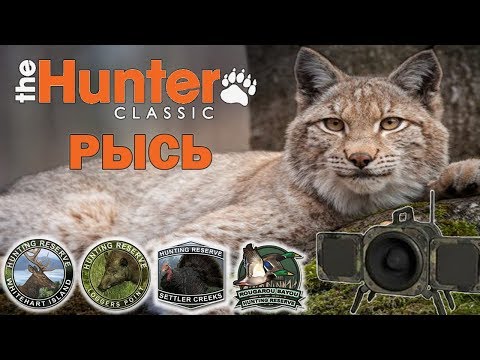 Видео: Охота на рысь (bobcat) + Получение уникального трофея! theHunter Classic # 9