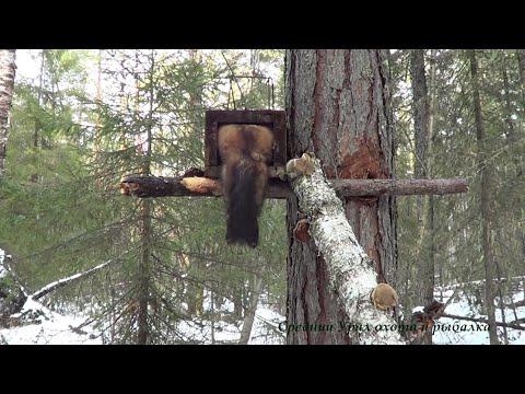 Видео: Охота на Соболя и Куницу капканами. Сезон 2020-2021.