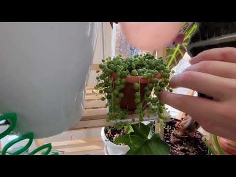Видео: Хомячная 🐹 коллекция растений на подоконнике