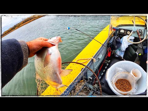 Видео: Рыбалка с Лодки  на Фидер в Ноябре Лещ Гигант Рыбец и Сазан река Дон Закрытие Сезона