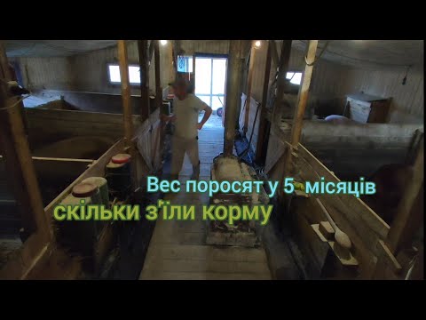 Видео: вага поросят у 5 місяців  на від кормі повинна бути 100 +☝️