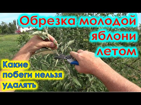 Видео: Обрезка молодой яблони летом. Какие побеги не обрезать.