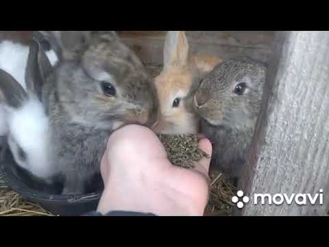 Видео: Из архива. Купила семью за 1500,наварила мыло, закладка куриных яиц в инкубатор