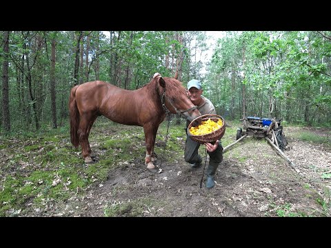 Видео: КАК ЖИВУТ ЛЮДИ в ГЛУХОЙ БЕЛОРУССКОЙ ДЕРЕВНЕ в ЛЕСУ. ЖИЗНЬ ВДАЛИ от ЦИВИЛИЗАЦИИ. №271