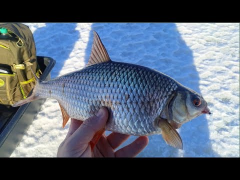 Видео: Плотва на мормышку с меляка на Рыбинском водохранилище.