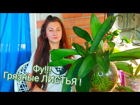 Видео: Протри ЛИСТЬЯ ТАК❗Орхидея преобразится КОРНИ НАРАСТУТ и ЛИСТЬЯ БЛЕСК и ЗДОРОВЬЕ