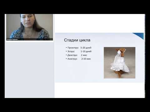 Видео: "Подводные камни при планировании вязки у собак."  Лектор - Надежда Лелекова 30 12 2018