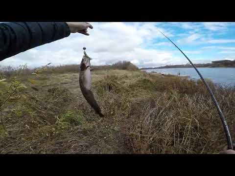 Видео: БЕРЕГОВОЙ ДЖИГ на ОКЕ,  Редкая рыба для джига!