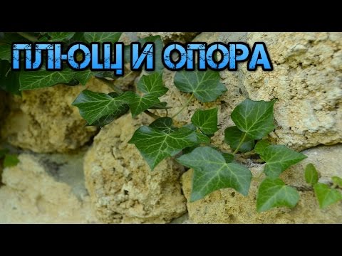 Видео: Плющ.  Опора для плюща.  Наш вариант.