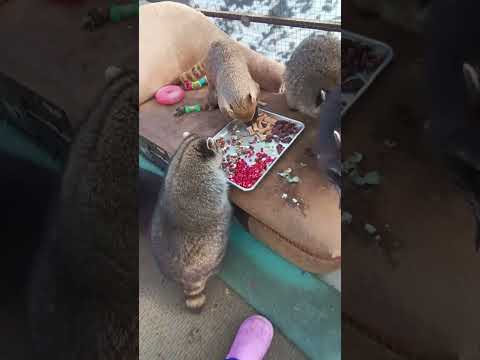 Видео: кто и как у нас появился.#помощьбездомнымживотным #ямыилюша #raccoon #анапа #reels #море #енотики