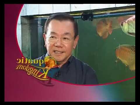 Видео: Как разводят Араван