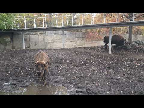 Видео: Зубри краса😍😍😍