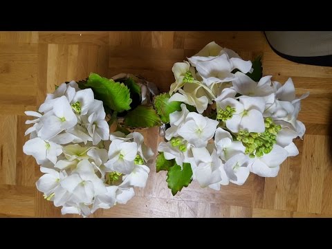 Видео: Гортензия Холодный Фарфор МК от Риты Часть1. Hydrangea tutoreal by Rita part1