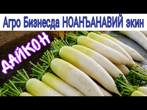 Видео: Агро Бизнесда ДАЙКОН етиштириш.