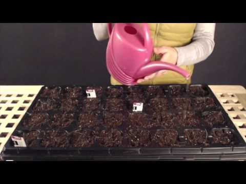 Видео: Грижи за разсада