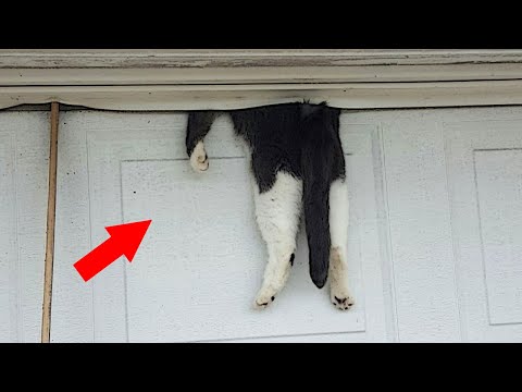 Видео: Бездомный кот зашёл в школу, но, то что сделал учитель – повергло в ШОК…