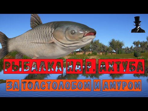 Видео: Рыбалка на реке Ахтуба. За толстолобом и амуром. Русская Рыбалка 4.
