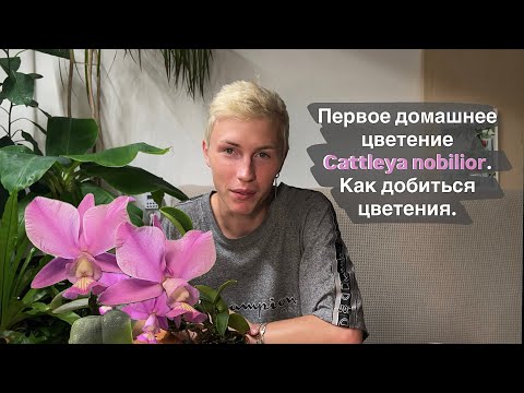 Видео: Первое цветение моей Cattleya nobilior. 