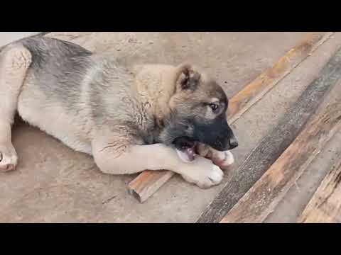 Видео: МАФИЯ МАЛЕНЬКАЯ ПОМОЩНИЦА.ОБРАТИТЕ ВНИМАНИЕ НА ПСИХИКУ ЩЕНКА КОТОРОМУ ТОЛЬКО 2,5 МЕСЯЦА#гампр#kangal