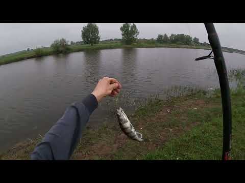 Видео: Летняя ловля судака и берша на тюльку на отводной поводок