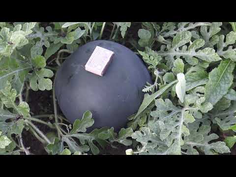 Видео: Выращивание Арбузов на Юге Приморского края