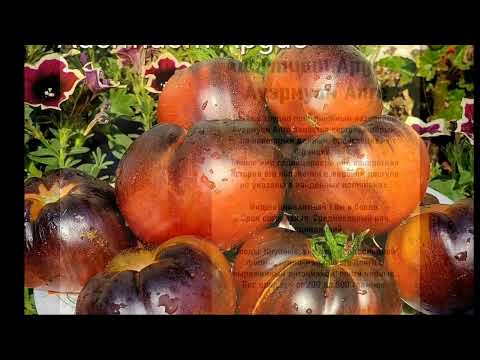 Видео: Томат АУЭРМУОМ АПГЕ - шедевры мировой селекции