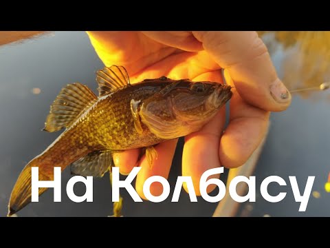 Видео: Ротаны клюют на колбасу.