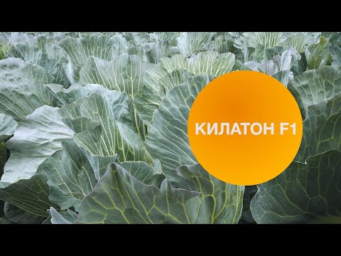 Видео: КИЛАТОН F1 | Овощная усадьба
