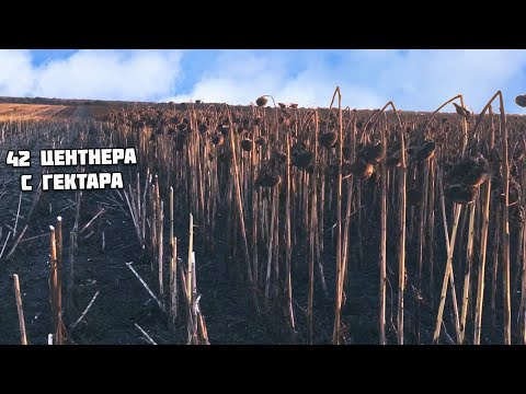 Видео: Сингента Алькантара 42 ЦЕНТНЕРА!  Уборка подсолнуха 2021.