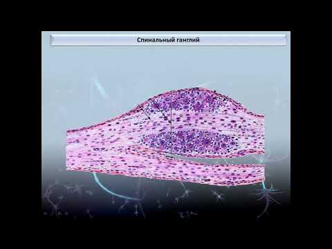 Видео: Нервная система (1 часть)