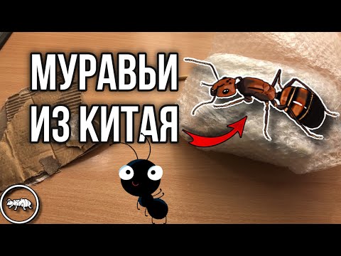 Видео: РАСПАКОВКА ПОСЫЛКИ С МУРАВЬЯМИ ИЗ КИТАЯ // ЭТО СВЕРШИЛОСЬ!!! // AntKeeper