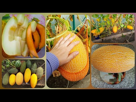 Видео: Супер результат выращивания дыни в теплице в Челябинской области. Дыня алтайская.