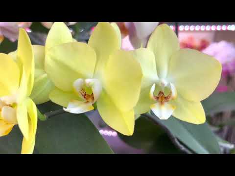 Видео: Желтые Орхидеи моей коллекции