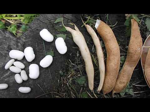 Видео: Как заготовить  семена спаржевой фасоли и других видов. .Сбор,сушка и хранение фасоли.