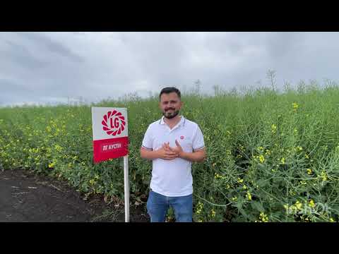 Видео: ЛГ Аустін - гібрид озимого ріпаку від LG Seeds