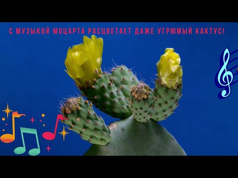 Видео: Музыка Моцарта делает людей счастливее! С ней расцветут даже самый угрюмый кактус и колючка)))