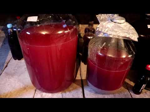 Видео: ШИРАЗ.Гаражное виноделие.Переработка винограда/Постановка на мацерацию!!!