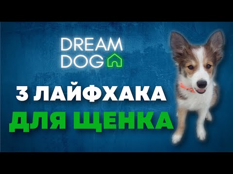 Видео: С чего начать дрессировку щенка 🐶 3 проверенных совета