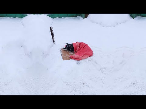 Видео: «Пожалуйста, отпустите меня!» — кричал он, замерзая в снегу, его отчаянные мольбы открывали