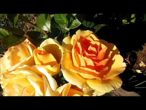 Видео: РОЗЫ. ДВЕ ЖЕЛТЫЕ ПРЕЛЕСТНИЦЫ ФЛОРИБУНДЫ.China Girl (Tantau),Hansestadt Rostock (Hans Jürgen Evers)