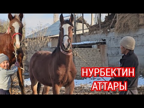 Видео: Нурбектин САРАЙЫНДА СЫНДУУ ТАЙЛАР