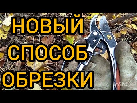 Видео: Обрезка Крыжовника Осенью. На Шпалере. Новый Способ.