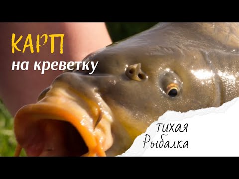 Видео: Карп на креветку | отчёт о рыбалке на карпа