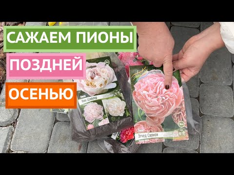 Видео: КАК ПРАВИЛЬНО ПОСАДИТЬ ПИОН ОСЕНЬЮ!